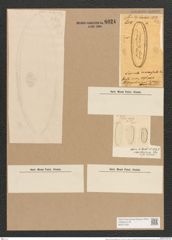 Nitzschia circumsuta (Bail.) Grun. (de-Toni-Nr.: Genus 47, Species 2037) Zeichnungen Sammlung Grunow Nr. 4024 (NHMW-BOT-W0371832)
